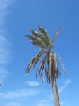 27636 Palm tree and blue sky with few clouds.jpg